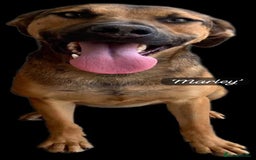 Mixed Breed dogs for adoption: Marley, approx 7 months. Available for adoption. - Image 16