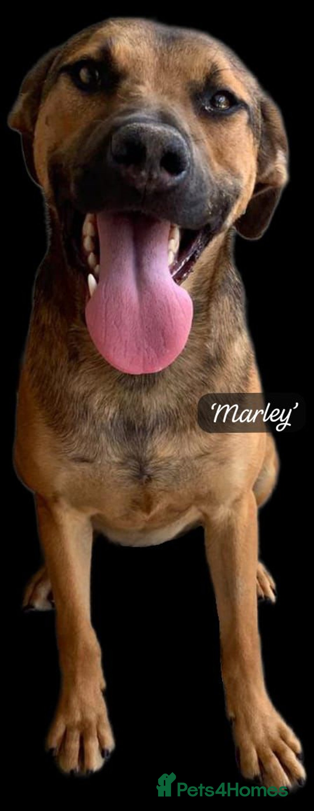 Mixed Breed dogs for adoption: Marley, approx 7 months. Available for adoption. - Image 16