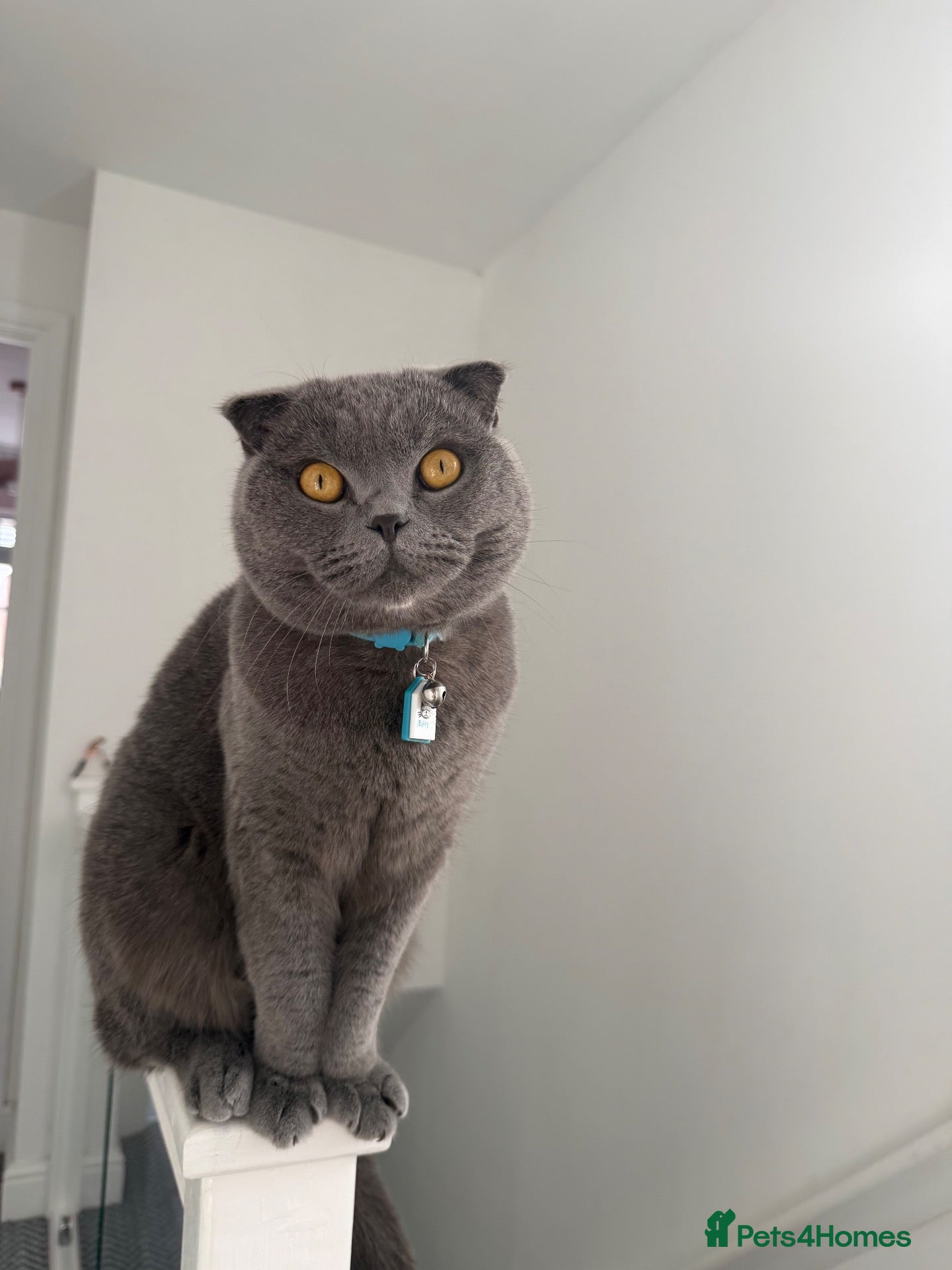 Scottish Fold cats One Scottish Boy for Sale  - Advert 1