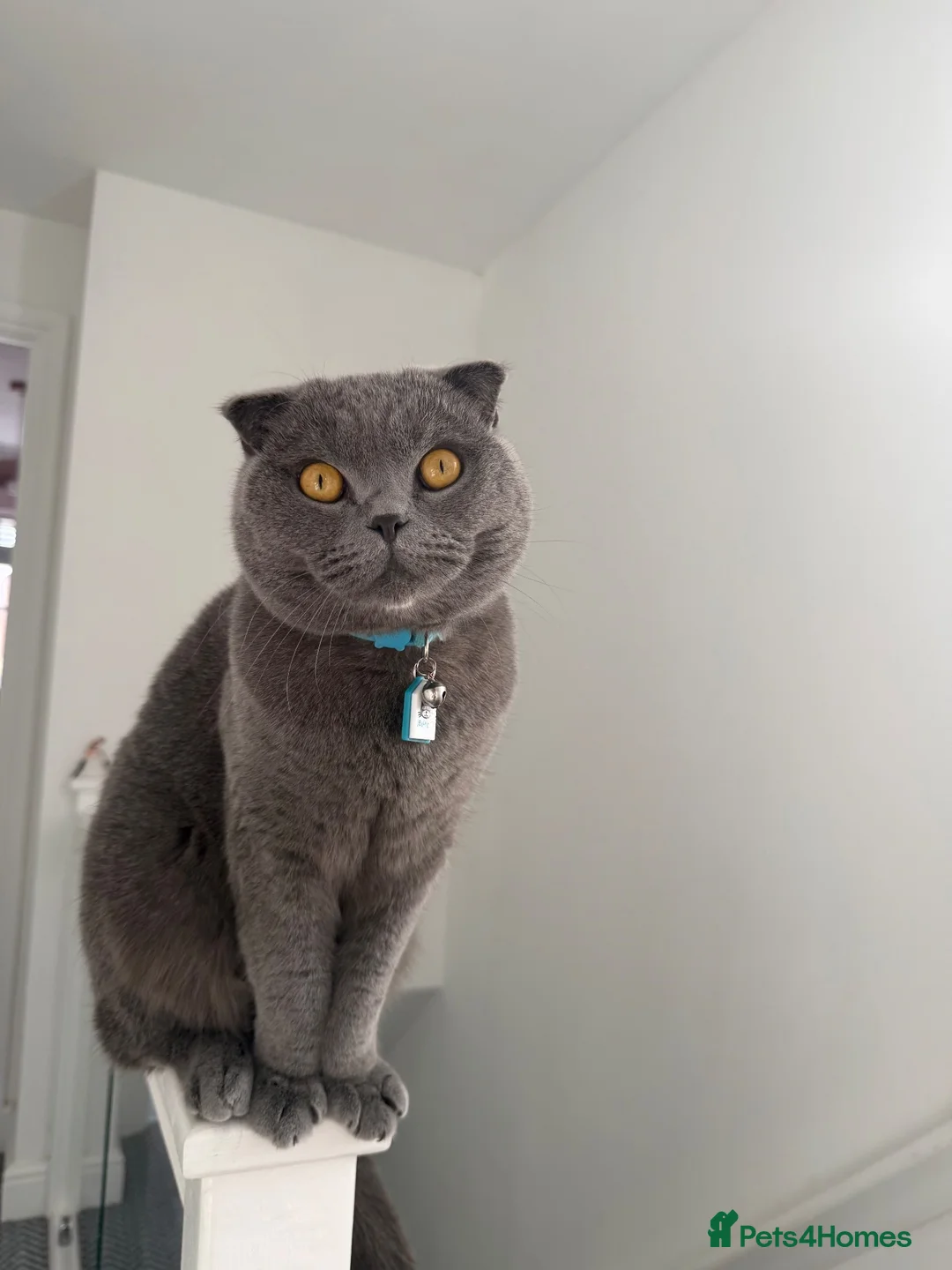 Scottish Fold cats for sale: One Scottish Boy for Sale  - Advert 1