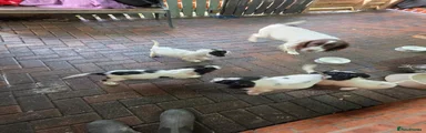 English Springer Spaniel 1
