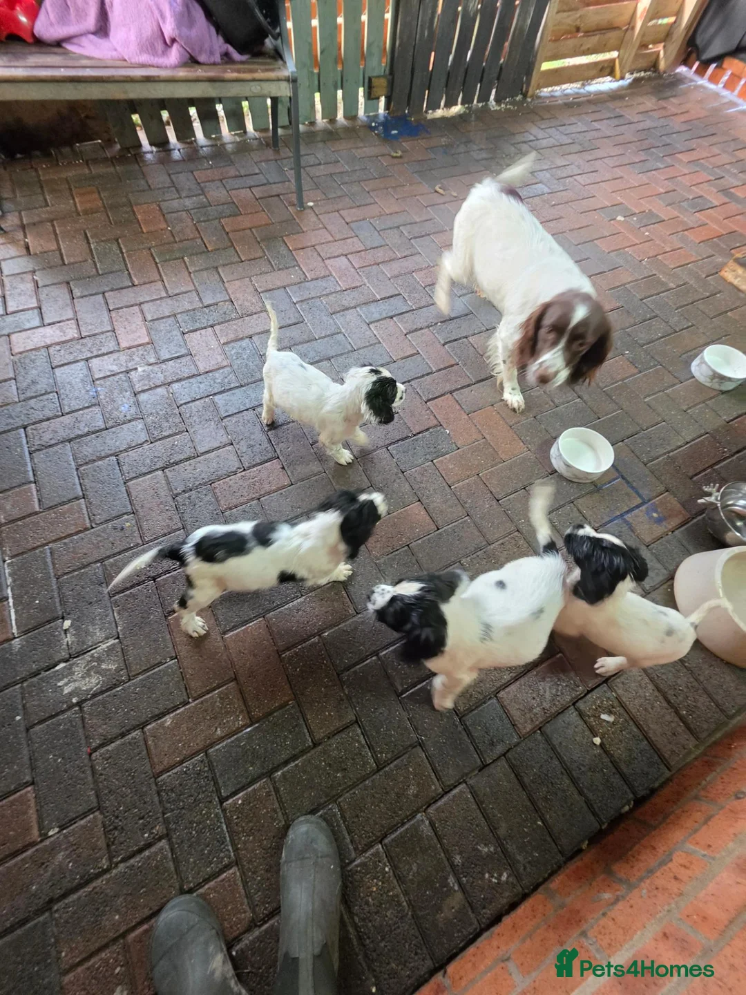 English Springer Spaniel dogs for sale: English spniel pups  in Larbert - Advert 2