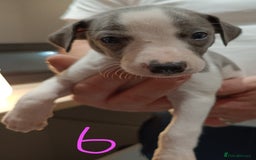 Whippet dogs for sale: Beautiful litter of Whippets - Image 11