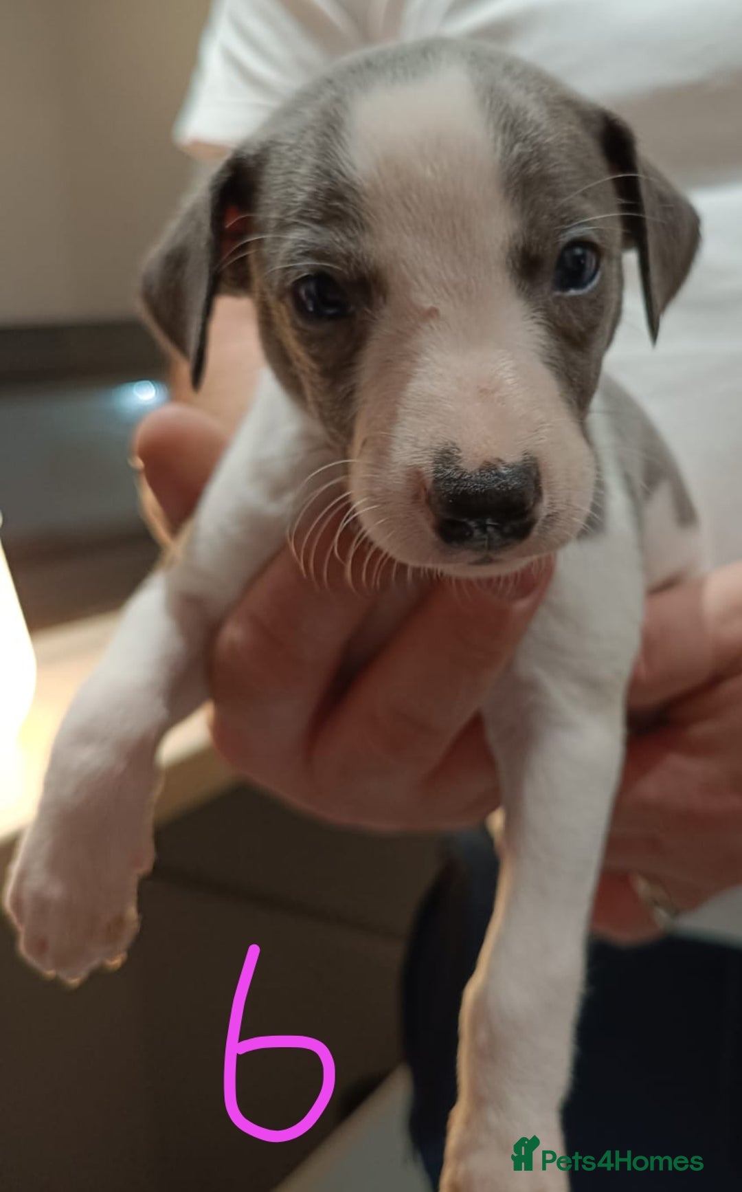 Whippet dogs for sale: Beautiful litter of Whippets - Image 11