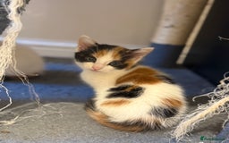 Maine Coon cats for sale: Ready to Go- Beautiful Maincoon x kittens  - Image 2