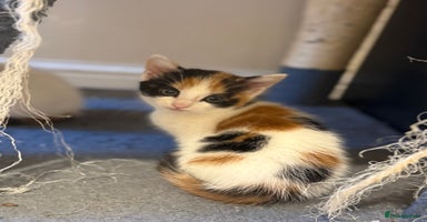 Maine Coon cats - Advert 5