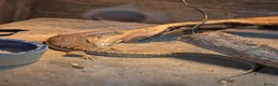Skink reptiles for sale: Berber Skinks in Deeside - Advert 3
