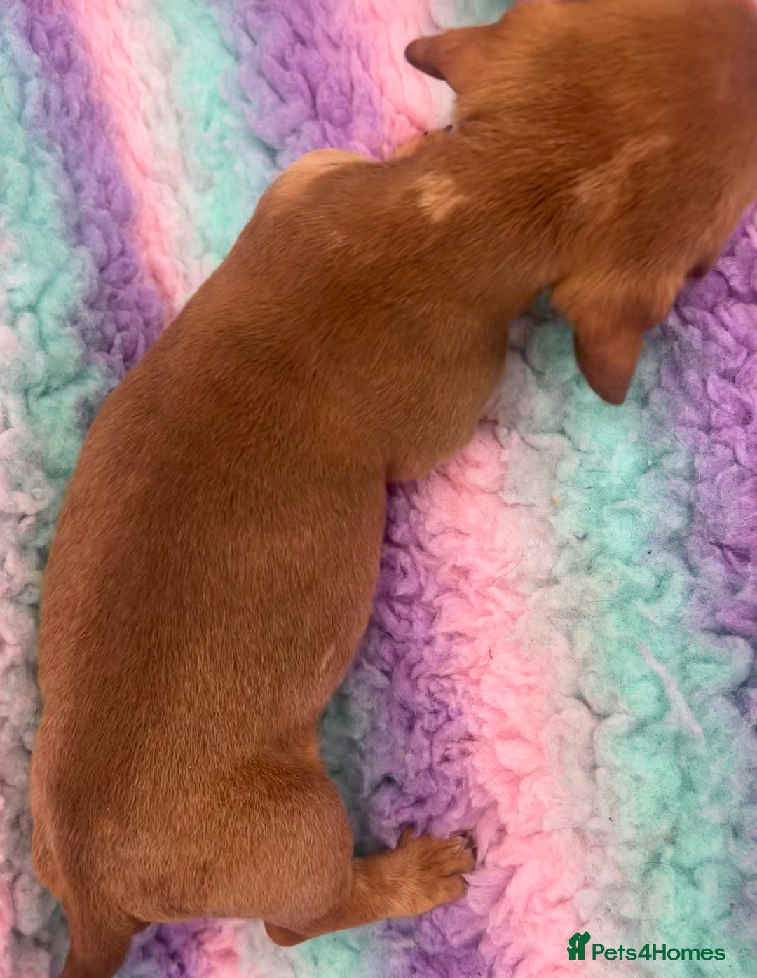 Miniature Dachshund dogs for sale: Miniature Dachshund Boys and Girls From £700 - Image 20
