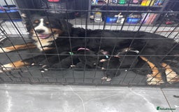 Bernese Mountain Dog dogs for sale: 🐾 Bernese Puppies – Ready Just Before  **   - Image 1