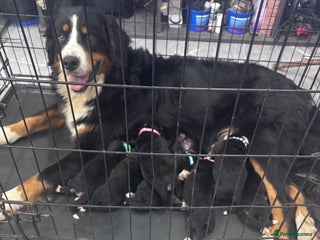 Bernese Mountain Dog dogs for sale - Advert 1