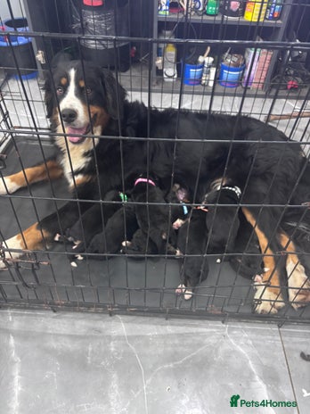 Bernese Mountain Dog dogs - Advert 1