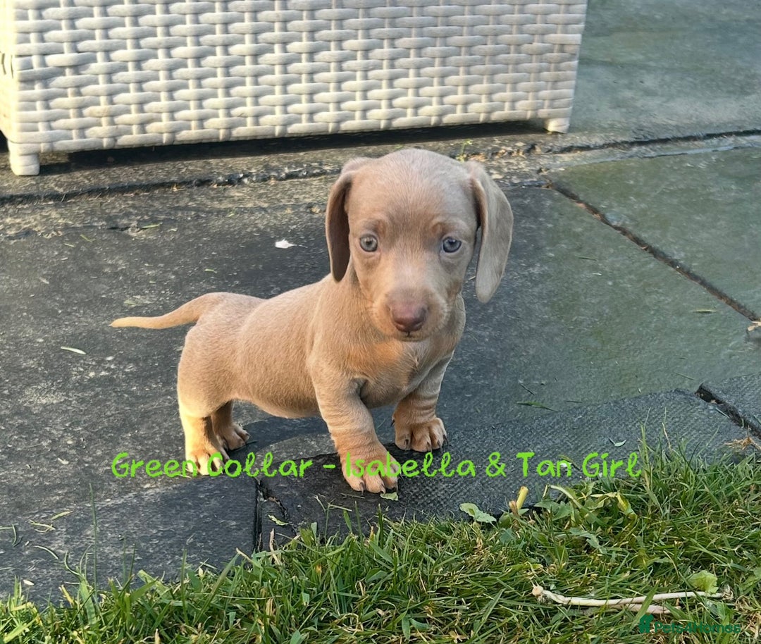 Miniature Dachshund dogs for sale: 💙Miniature Dachshund Puppies – Isabella & Blue 💖 - Image 6