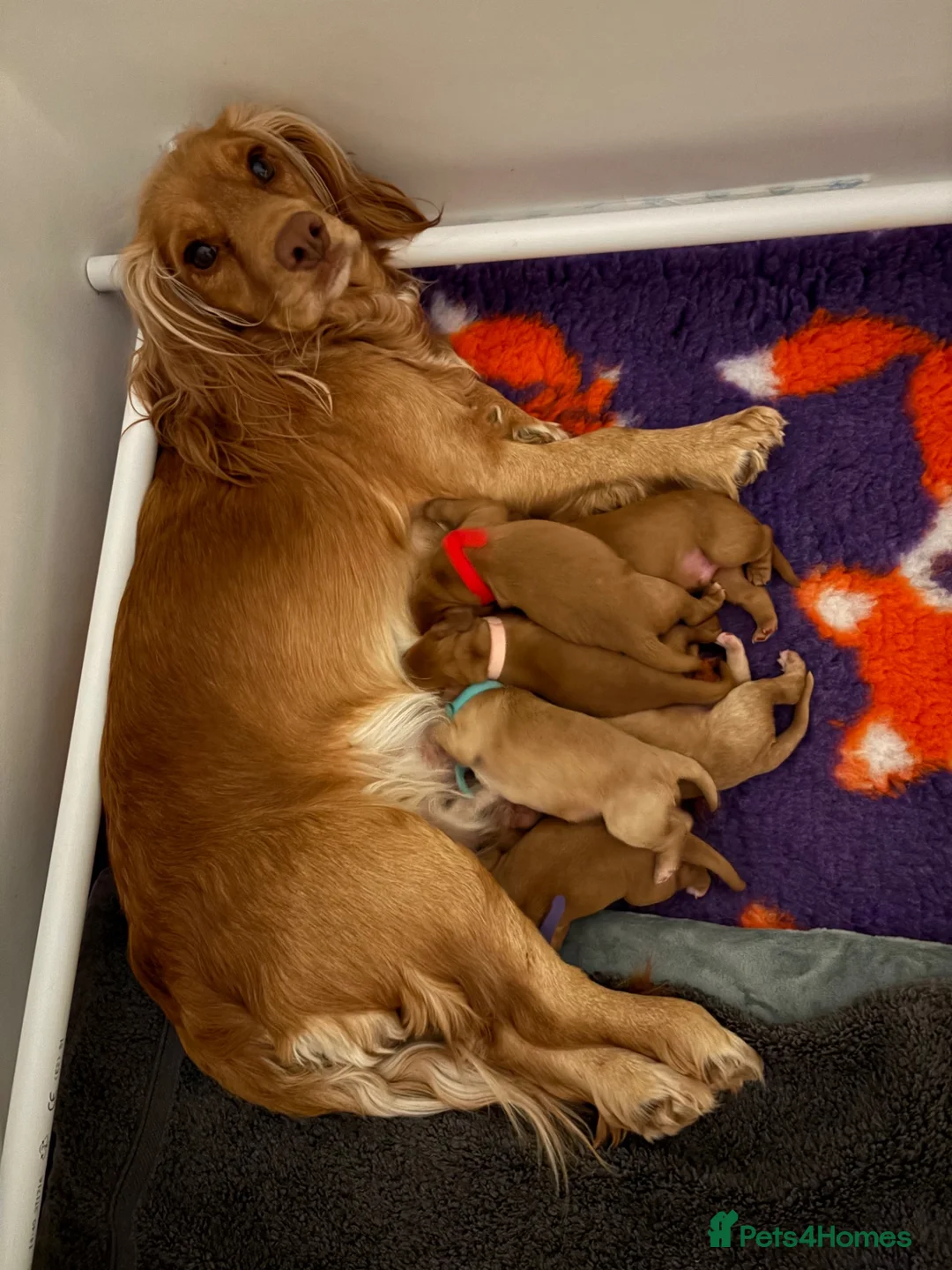 Cocker Spaniel dogs for sale: Cocker spaniel puppy’s  - Advert 1