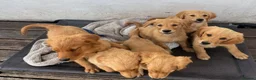 Golden Retriever dogs for sale: KC Healthy Golden Retriever Puppies - Advert 8