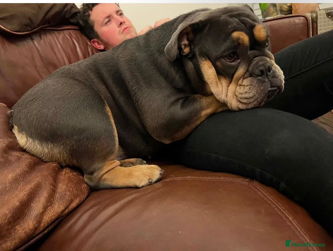 English Bulldog dogs for sale: 4.5 Blue and tan bulldog girl  - Advert 2