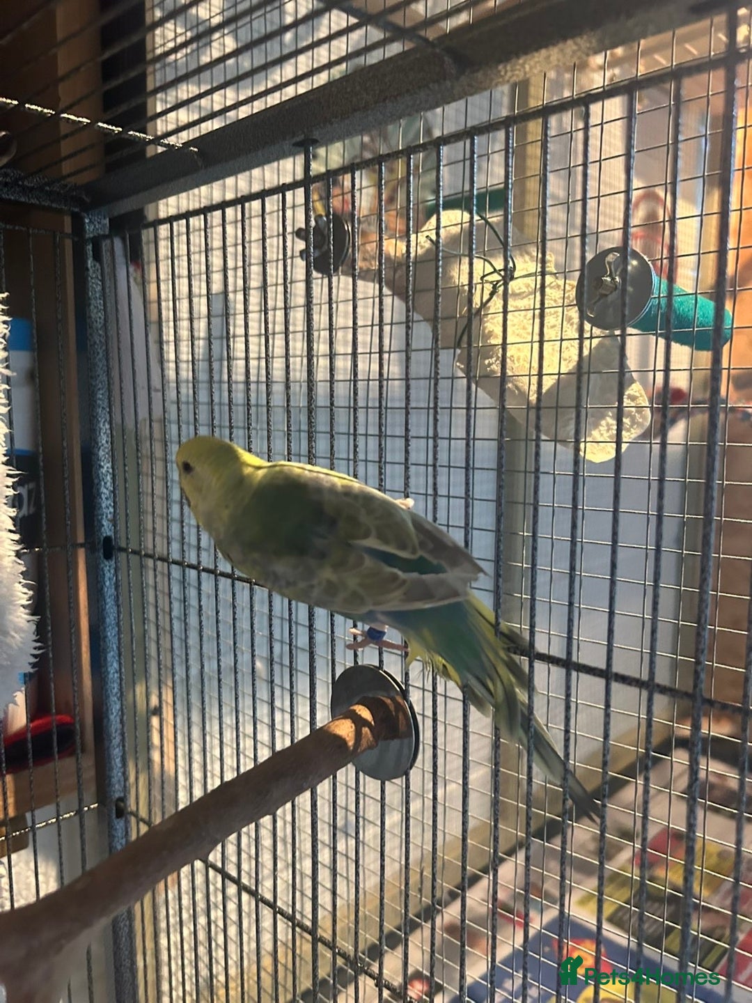 Budgerigars birds for sale: 2 lovely rainbow budgies for sale  - Image 7