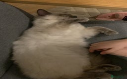 Ragdoll cats for sale: Half breed Ragdoll female kitten available  - Image 26