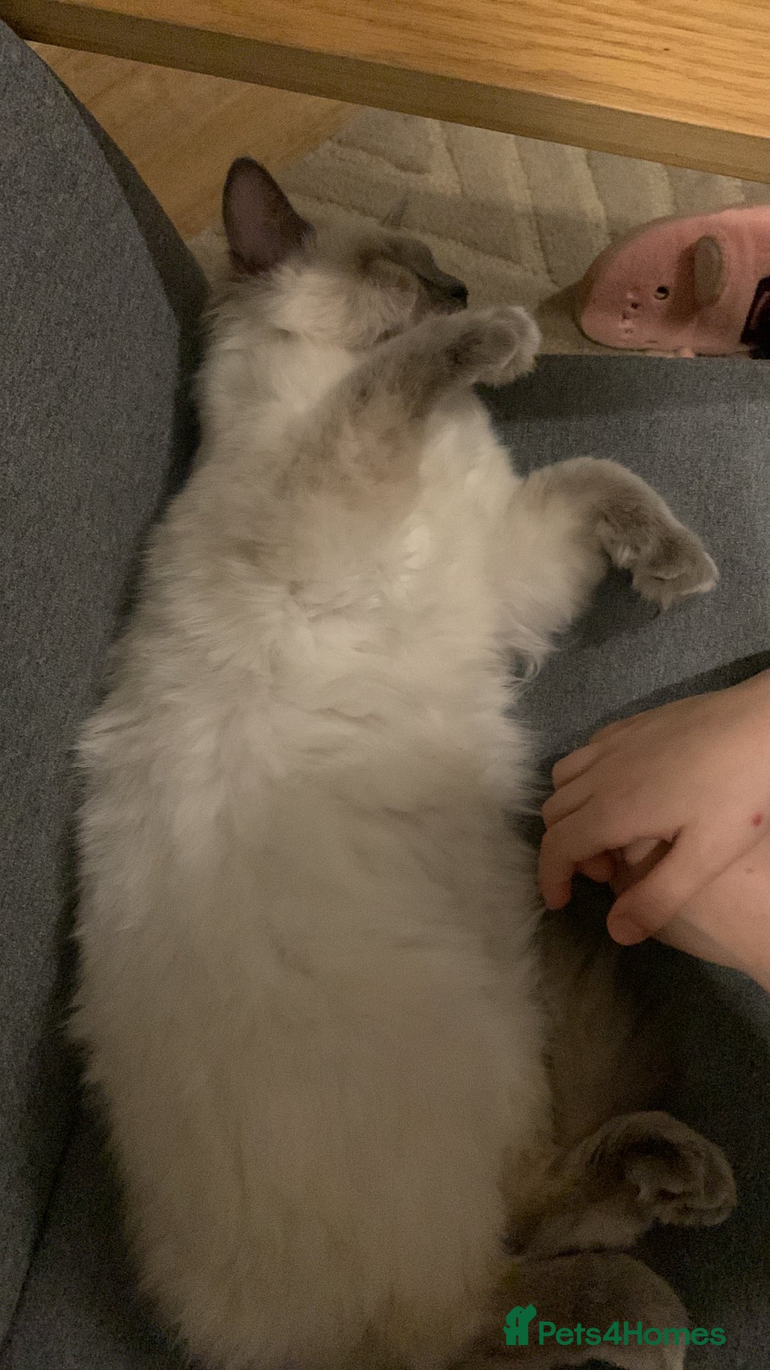 Ragdoll cats for sale: Half breed Ragdoll female kitten available  - Image 26