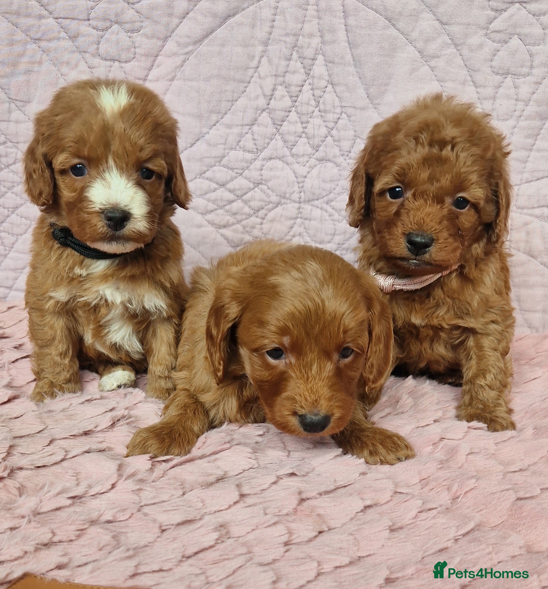 Cockapoo dogs Beautiful health clear Cockapoo's - Advert 2