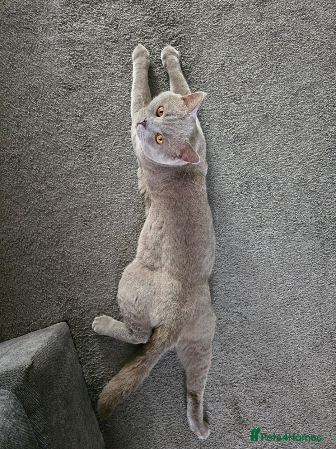 British Shorthair cats for stud: Teddy in Aylesbury - Advert 13