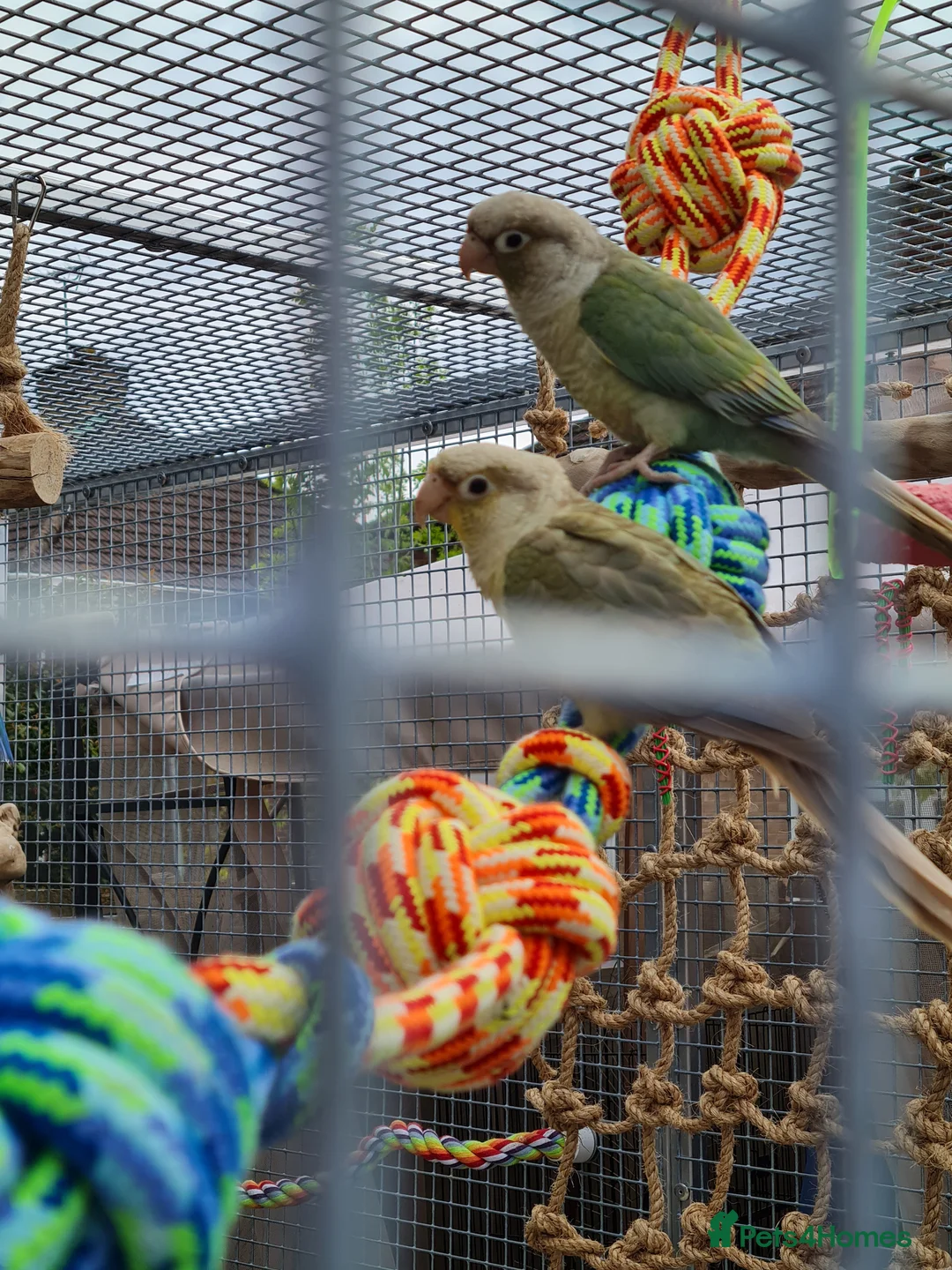 Conures birds for sale: 20+ Conures  - Advert 1