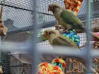 Conures birds 20+ Conures - Advert 1