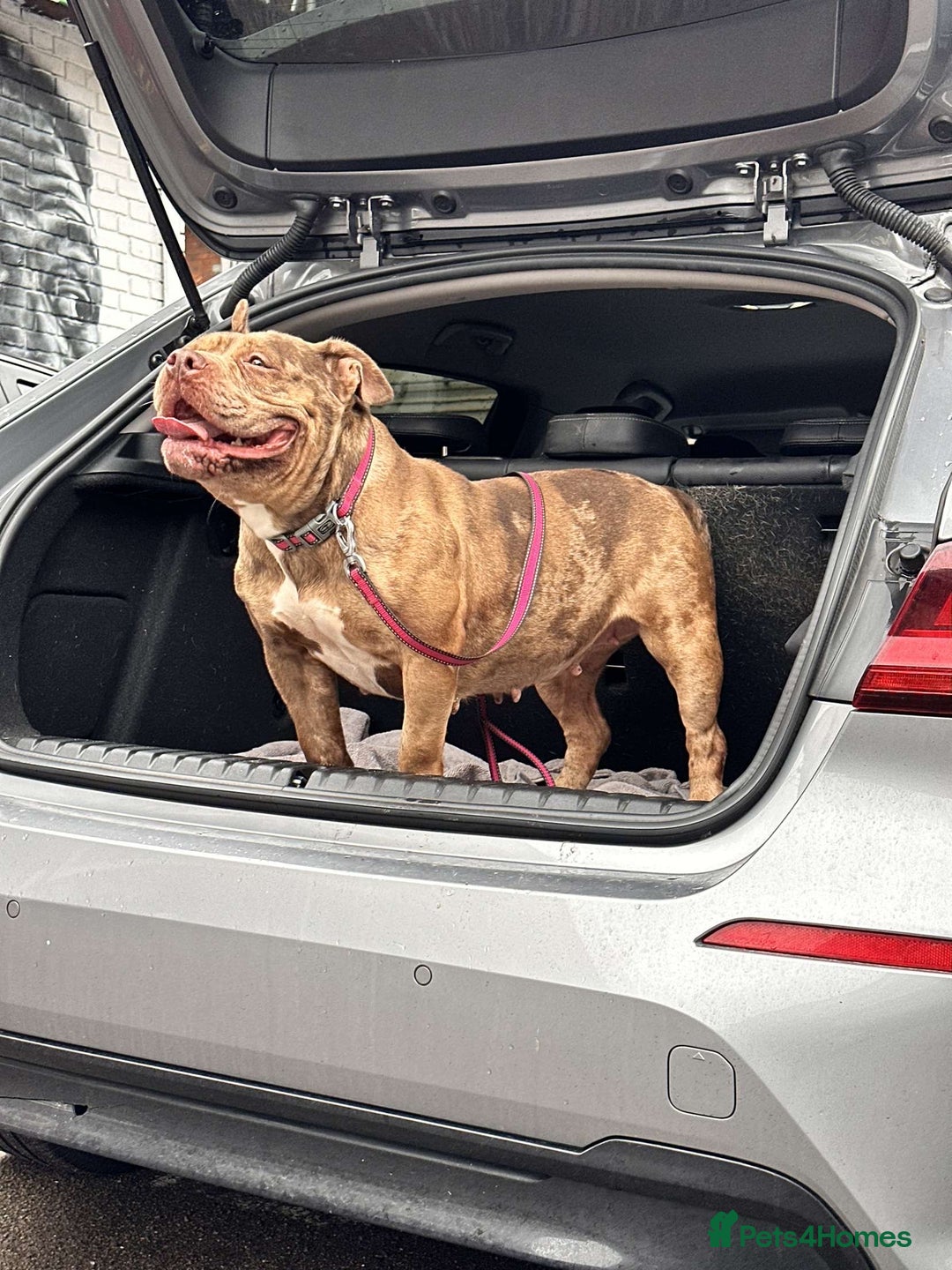 American Bully dogs for sale: POCKET BULLY PUPS AVAILABLE 🩷 - Image 8