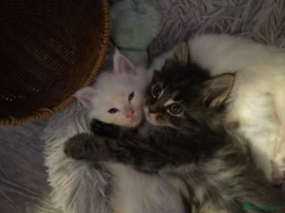 Maine Coon cats TICA registered MaineCoons 😸 - Advert 7