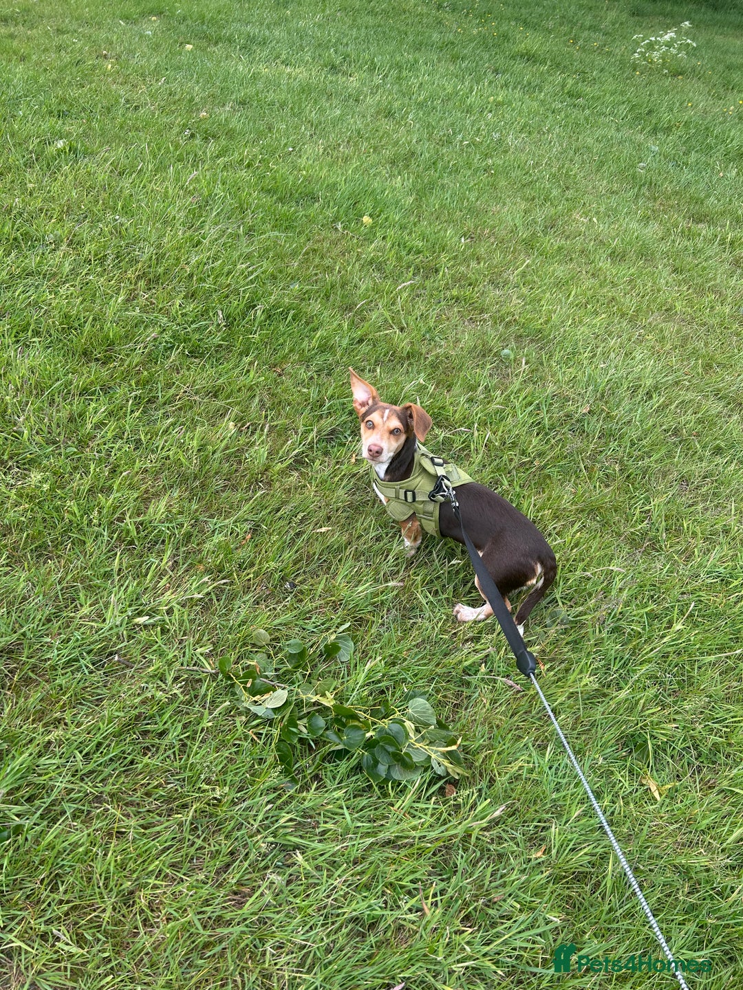 Mixed Breed dogs for sale: Miniature daschund & Jack Russell cross - Image 2