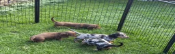 Dachshund dogs for sale: 4 KC Standard Long Haired Dachshund Puppies - Advert 5