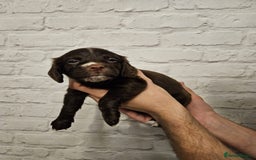 Cocker Spaniel dogs for sale: Cocker spaniels - Image 16
