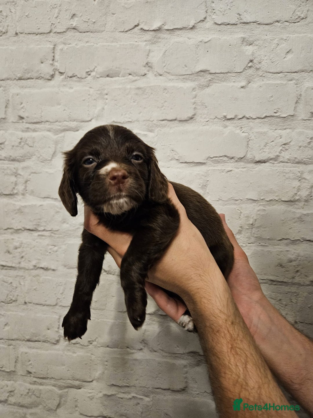 Cocker Spaniel dogs for sale: Cocker spaniels - Image 16
