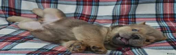 Chow Chow dogs for sale: beautiful smooth and rough coat chow babies - Advert 3