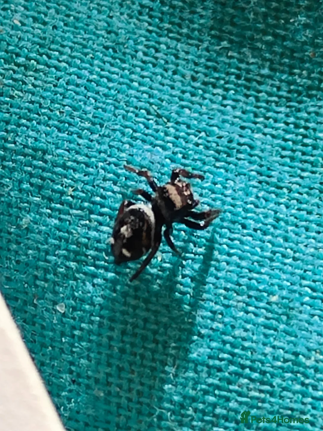 Spiders invertebrates for sale: Jumping spiders/Phidippus regius Apalachicolla /// - Advert 2