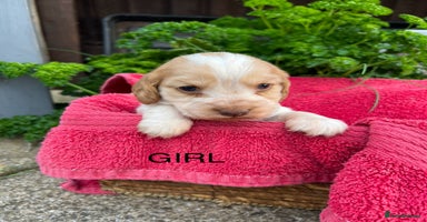 Cocker Spaniel dogs - Advert 4