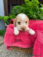 Cocker Spaniel dogs - Advert 4