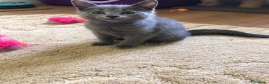 Russian Blue Kitten 5