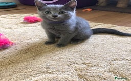 Russian Blue cats for sale: Gorgeous Russian Blue Kittens - Image 10