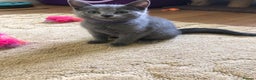 Russian Blue cats for sale: Gorgeous Russian Blue Kittens - Advert 10