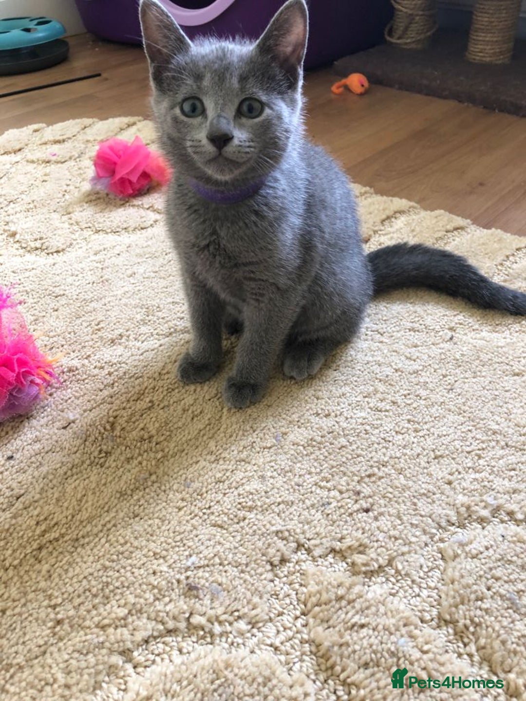 Russian Blue cats for sale: Gorgeous Russian Blue Kittens - Image 10