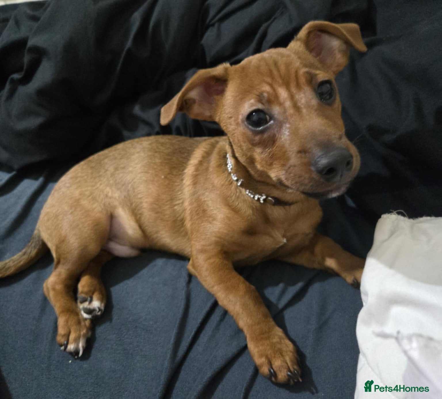 Jack Russell dogs Male Jack Russell Pup - Advert 1