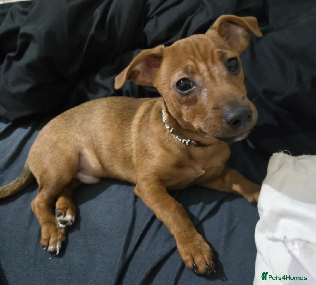 Jack Russell dogs for sale: Male Jack Russell Pup - Advert 1