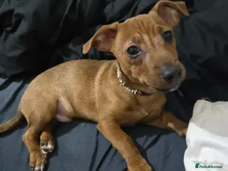 Jack Russell dogs Male Jack Russell Pup - Advert 1