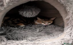 Mixed Breed cats for sale: Cat for rehoming - Image 3