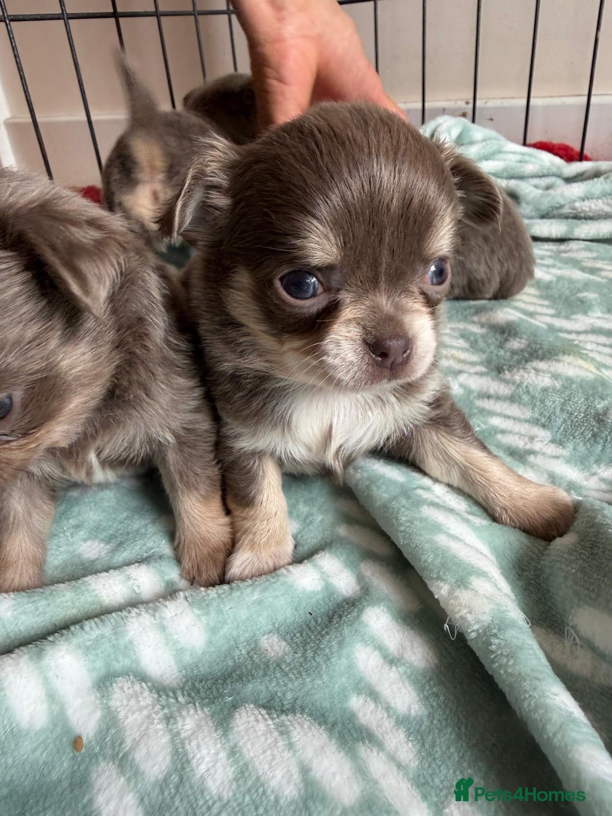 Chihuahua dogs for sale: Gorgeous lilac long coat girls and boys - Advert 10