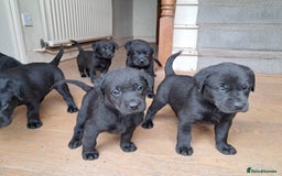 Labrador Retriever dogs for sale: Black working labrador puppies - Image 1