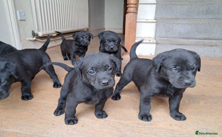 Labrador Retriever dogs - Advert 1