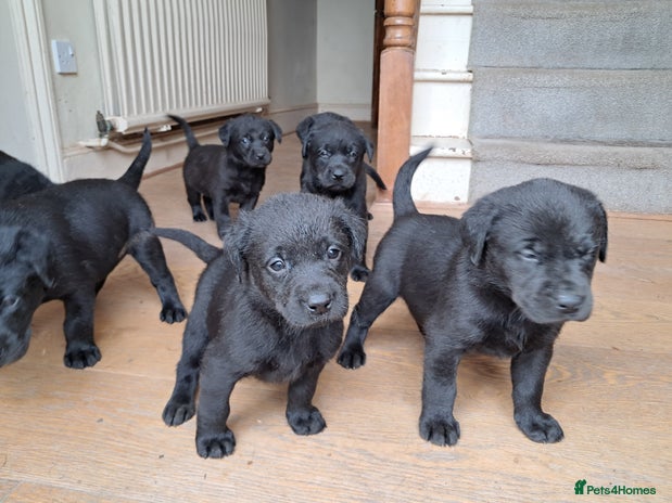 Labrador Retriever dogs - Advert 8