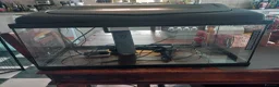 Plecos fish for sale: Bristlenose Lemons & Rio Paraguay, Shrimps & Tanks - Advert 3