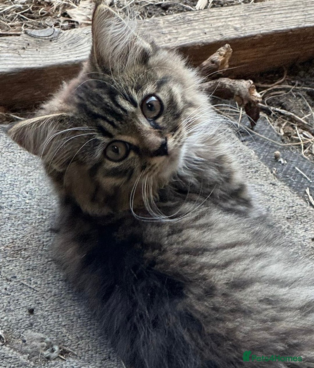 Mixed Breed cats for sale: Beautiful kittens  - Image 5